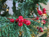 Christmas Berry Garland - 90cm 5050570000000 only5pounds-com