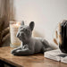 French Bulldog Figurine - Grey Velvet - Lying 5010792476490 only5pounds-com