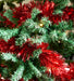 Thick Christmas Red Tinsel - 2M (Single or Pack of 5) only5pounds-com