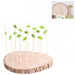 Bamboo Tapas Set With 15 Picks - 16cm 5414882001652