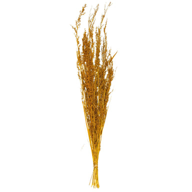 Bouquet of Dried Alfonso Grass - Ochre - 100cm 8720007145802 only5pounds-com