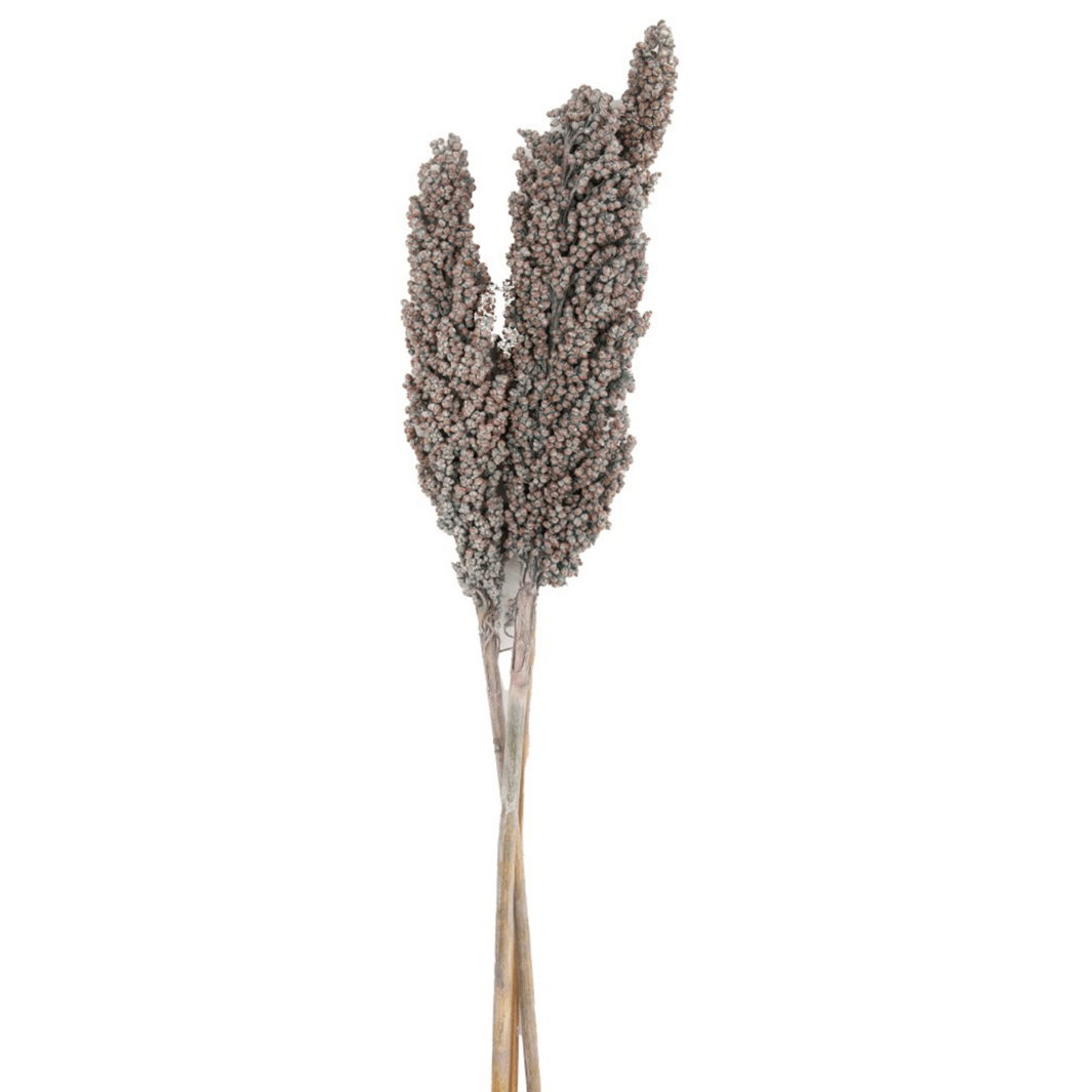 Bouquet of Dried Indian Corn - Grey - 70cm 8720006064388 only5pounds-com