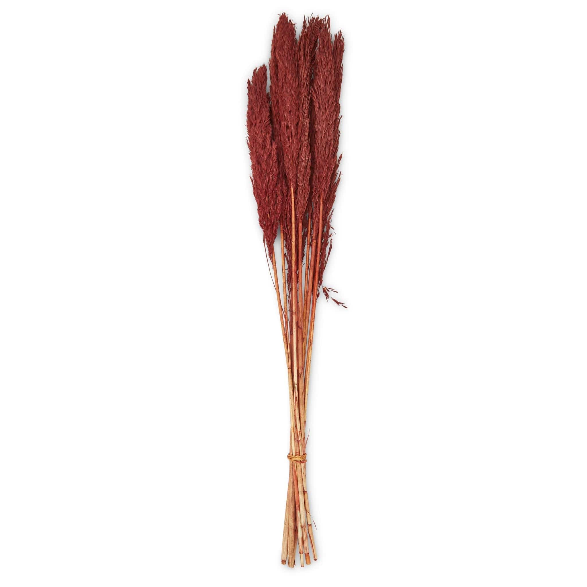 Dried Nanal Grass - Burgundy - 75cm - 10 Stems 8717795287616 only5pounds-com