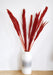 Dried Nanal Grass - Red - 75cm - 10 Stems 8717795287555 only5pounds-com