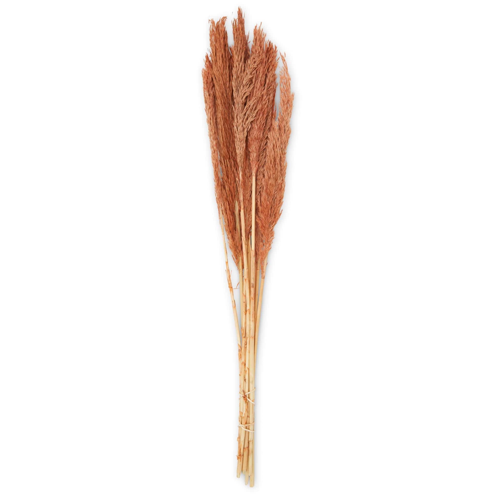 Dried Nanal Grass - Salmon - 75cm - 10 Stems 8717795287579 only5pounds-com