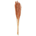 Dried Nanal Grass - Salmon - 75cm - 10 Stems 8717795287579 only5pounds-com